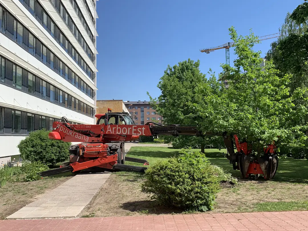 Puude ümberistutamine